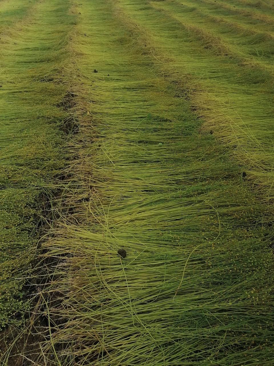 Flax Fibers
